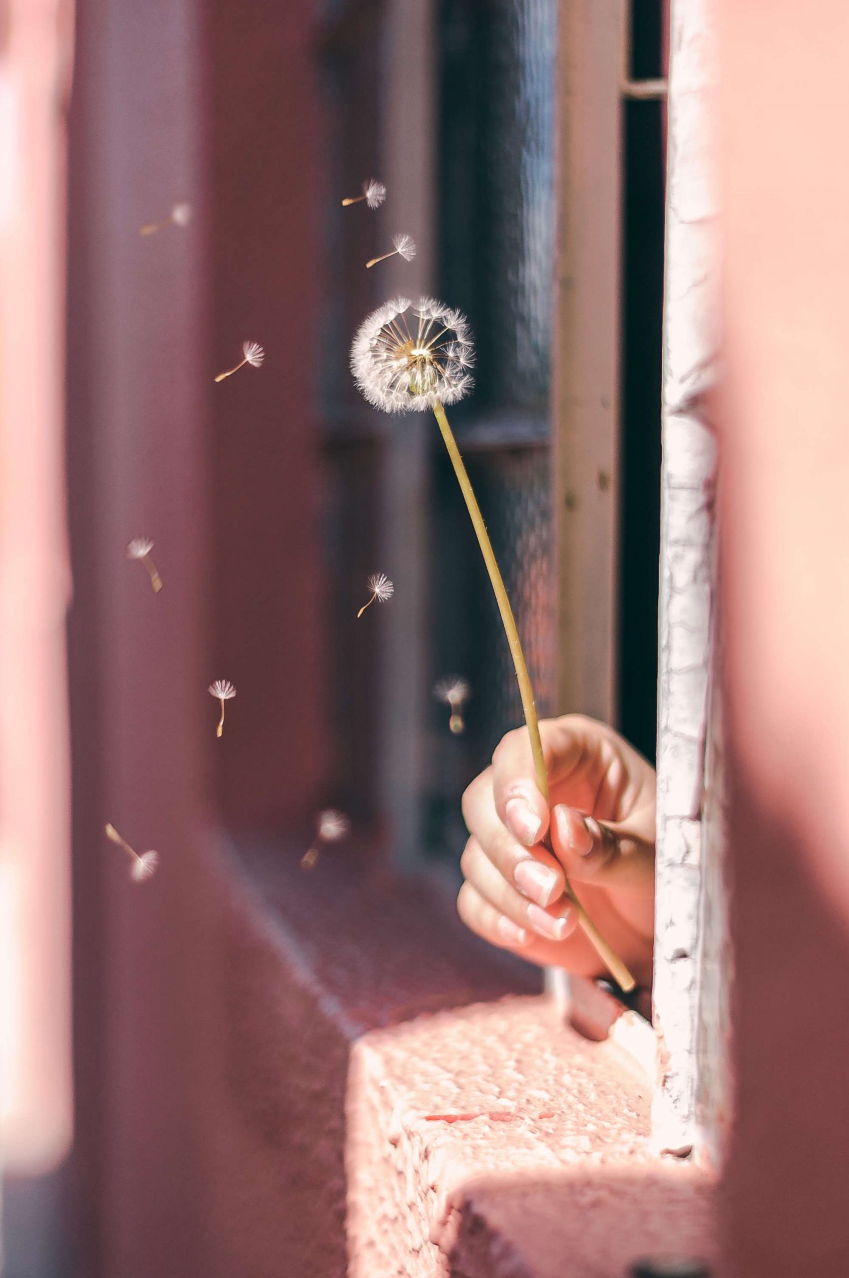 Dandelion04